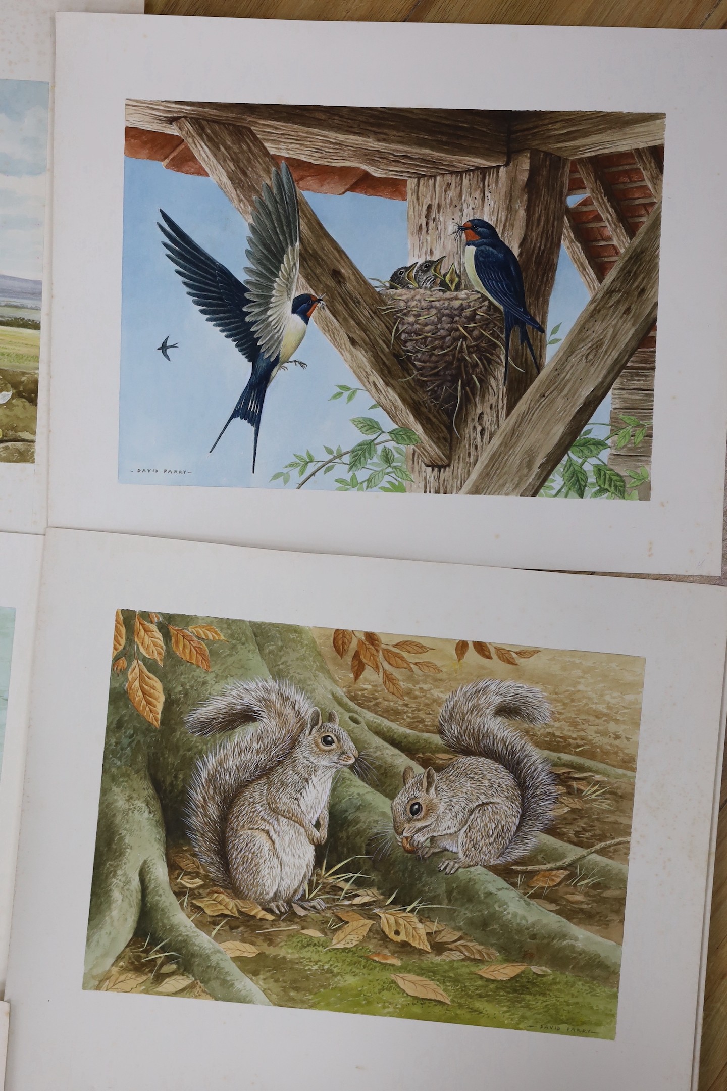 David Parry (b.1942), eight watercolours, birds and wildlife, signed, unframed, 26 x 35cm